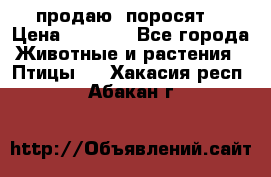 продаю  поросят  › Цена ­ 1 000 - Все города Животные и растения » Птицы   . Хакасия респ.,Абакан г.